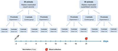 Long-term humoral immunogenicity, safety and protective efficacy of inactivated vaccine against reindeer rabies